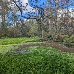 Corkscrew Swamp Sanctuary - Naples