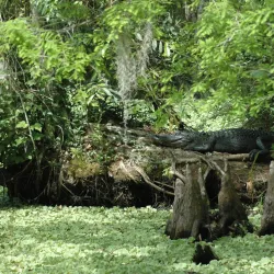 Corkscrew Swamp Sanctuary - Naples