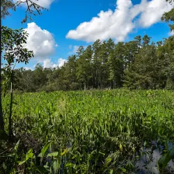 Corkscrew Swamp Sanctuary - Naples