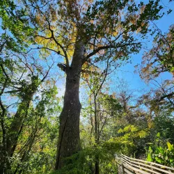 Corkscrew Swamp Sanctuary - Naples
