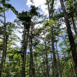 Corkscrew Swamp Sanctuary - Naples