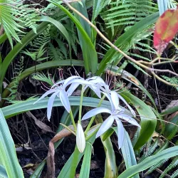 Corkscrew Swamp Sanctuary - Naples