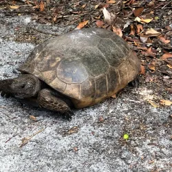 Delnor-Wiggins Pass State Park - Naples