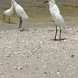 Delnor-Wiggins Pass State Park - Naples