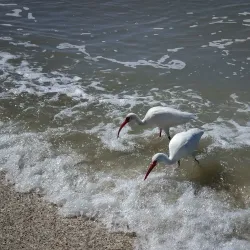 Delnor-Wiggins Pass State Park - Naples