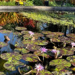 Naples Botanical Garden - Naples