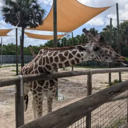 Naples Zoo at Caribbean Gardens - Naples