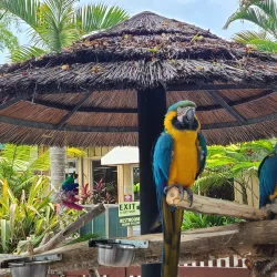 Naples Zoo at Caribbean Gardens - Naples