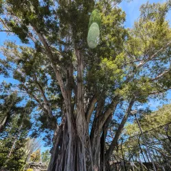 Naples Zoo at Caribbean Gardens - Naples