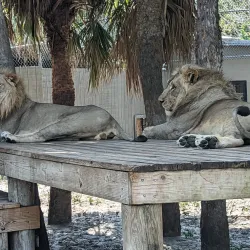 Naples Zoo at Caribbean Gardens - Naples