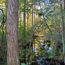 Turkey Creek Nature Trail - Niceville