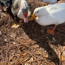 Twin Hills Nature Park - Niceville