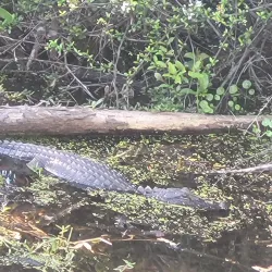 Canoe Creek Nature Preserve - North Port