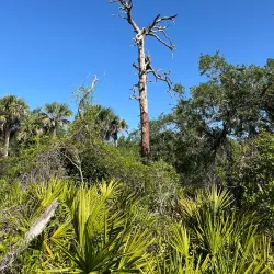 Canoe Creek Nature Preserve - North Port