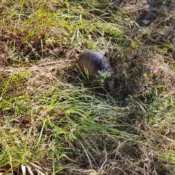 Canoe Creek Nature Preserve - North Port