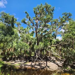 Myakkahatchee Creek Environmental Park - North Port