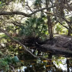 Myakkahatchee Creek Environmental Park - North Port