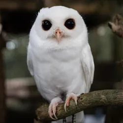 Peace River Wildlife Center - North Port