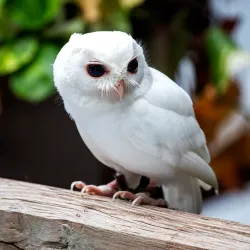 Peace River Wildlife Center - North Port