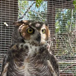 Peace River Wildlife Center - North Port