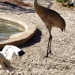 Peace River Wildlife Center - North Port