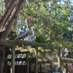 Peace River Wildlife Center - North Port