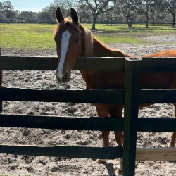 Marion County Horse Farms - Ocala