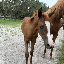 Marion County Horse Farms - Ocala