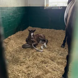 Marion County Horse Farms - Ocala