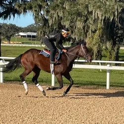 Marion County Horse Farms - Ocala