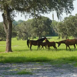 Marion County Horse Farms - Ocala