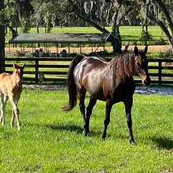 Marion County Horse Farms - Ocala