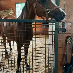 Marion County Horse Farms - Ocala