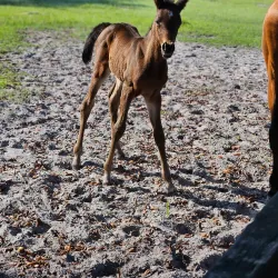 Marion County Horse Farms - Ocala