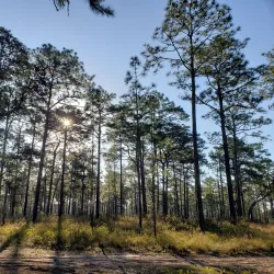 Ocala National Forest - Ocala
