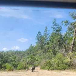 Ocala National Forest - Ocala