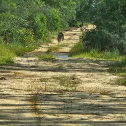 Ocala National Forest - Ocala