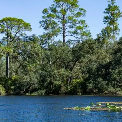 Ocala National Forest - Ocala