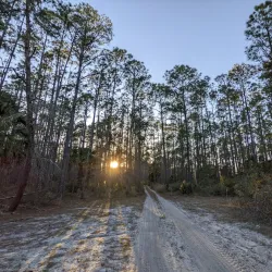 Ocala National Forest - Ocala