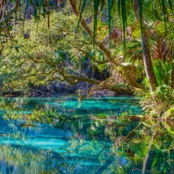 Ocala National Forest - Ocala