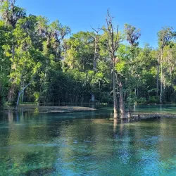 Silver Springs State Park - Ocala