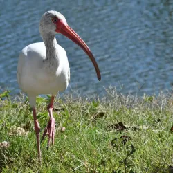 Tuscawilla Park - Ocala