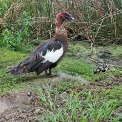 Tuscawilla Park - Ocala