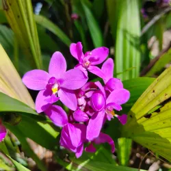 Leu Gardens - Orlando