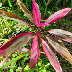 Leu Gardens - Orlando