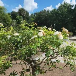 Leu Gardens - Orlando