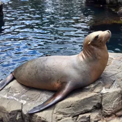 SeaWorld Orlando - Orlando