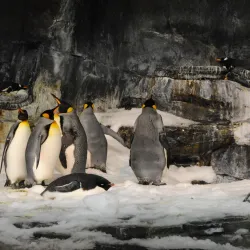 SeaWorld Orlando - Orlando