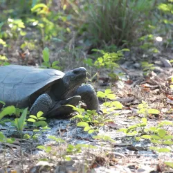 Econ River Wilderness Area - Oviedo
