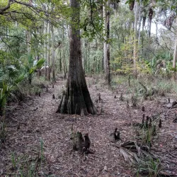 Econ River Wilderness Area - Oviedo